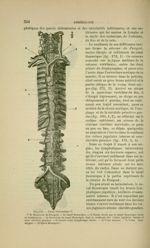 Fig. 172 - Canal thoracique - Nouveaux éléments d'anatomie descriptive et d'embryologie