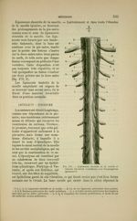 Fig. 173 - Ligaments dentelés de la moelle et racines des nerfs rachidiens avec les ganglions spinau [...]