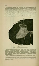 Fig. 175 - Couche horizontale de la moelle - Nouveaux éléments d'anatomie descriptive et d'embryolog [...]