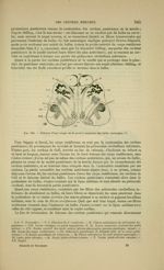 Fig. 180 - Schéma d'une coupe de la partie moyenne du bulbe rachidien - Nouveaux éléments d'anatomie [...]