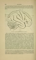 Fig. 183 - Cerveau humain (face latérale droite) - Nouveaux éléments d'anatomie descriptive et d'emb [...]
