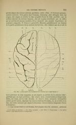 Fig. 184 - Hémisphère de l'encéphale de l'homme (face supérieure) - Nouveaux éléments d'anatomie des [...]