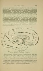 Fig. 185 - Face interne de l'hémisphère de l'homme - Nouveaux éléments d'anatomie descriptive et d'e [...]