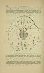 Fig. 186 - Face supérieure des hémisphères cérébraux de l'homme - Nouveaux éléments d'anatomie descr [...]