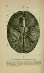 Fig. 187 - Base du cerveau et origine apparente des nerfs crâniens - Nouveaux éléments d'anatomie de [...]