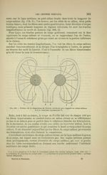Fig. 189 - Schéma de la disposition de l'écorce cérébrale par rapport au corps calleux et à la couro [...]
