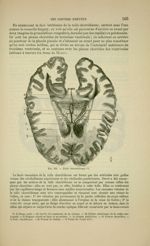 Fig. 191 - Toile choroïdienne - Nouveaux éléments d'anatomie descriptive et d'embryologie