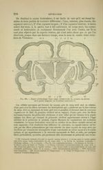 Fig. 194 - Figure schématique d'une coupe transversale du cerveau au niveau de la partie moyenne du  [...]