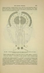 Fig. 195 - Schéma des rapports du corps strié (noyau intraventriculaire) et du moyen venticutaire (n [...]