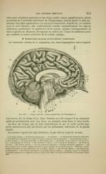 Fig. 197 - Coupe médiane antéro-postérieure de l'encéphale - Nouveaux éléments d'anatomie descriptiv [...]