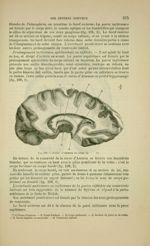Fig. 193 - Corne d'Ammon et corps bordant - Nouveaux éléments d'anatomie descriptive et d'embryologi [...]