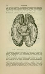 Fig. 199 - Ventricule latéral, ouvert par sa face inférieure - Nouveaux éléments d'anatomie descript [...]