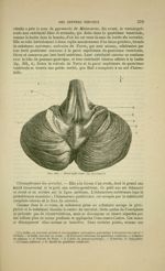 Fig. 201 - Face inférieure du cervelet - Nouveaux éléments d'anatomie descriptive et d'embryologie