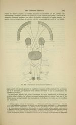 Fig. 202 - Schéma des connexions du cervelet - Nouveaux éléments d'anatomie descriptive et d'embryol [...]