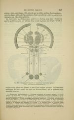 Fig. 206 - Schéma des rapports et connexions des couches optiques et des tubercules quadrijumeaux -  [...]