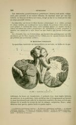 Fig. 207 - Quatrième ventricule - Nouveaux éléments d'anatomie descriptive et d'embryologie