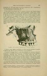 Fig. 213 - Nerf maxillaire supérieur avec les rameaux dentaires - Nouveaux éléments d'anatomie descr [...]