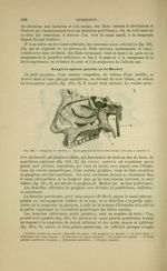 Fig. 214 - Ganglion de Meckel. Nerfs palatins et nerfs des cornets des fosses nasales - Nouveaux élé [...]