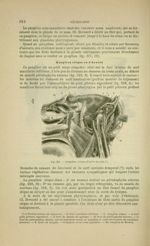 Fig. 218 - Ganglion otique (d'après Arnold) - Nouveaux éléments d'anatomie descriptive et d'embryolo [...]