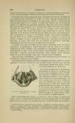 Fig. 219 - Coupe du bulbe - Origine du facial - Nouveaux éléments d'anatomie descriptive et d'embryo [...]