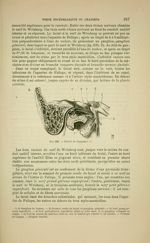 Fig. 220 - Facial de l'aqueduc - Nouveaux éléments d'anatomie descriptive et d'embryologie