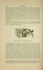 Fig. 222 - Rameau de Jacobson (d'après Arnold) - Nouveaux éléments d'anatomie descriptive et d'embry [...]