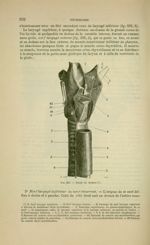 Fig. 225 - Nerfs du larynx - Nouveaux éléments d'anatomie descriptive et d'embryologie