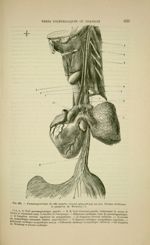 Fig. 226 - Pneumogastrique du côté gauche. Grand sympathique au cou. Plexus cardiaque et ganglion de [...]