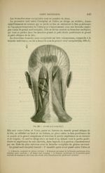 Fig. 228 - Grand nerf occipital - Nouveaux éléments d'anatomie descriptive et d'embryologie