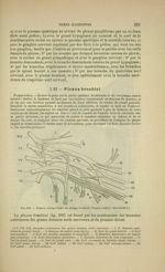 Fig. 232 - Figure schématique du plexus brachial, d'après Ludovic Hirschfeld - Nouveaux éléments d'a [...]