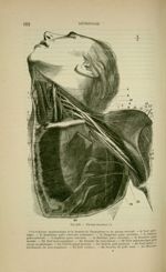Fig. 233 - Plexus brachial - Nouveaux éléments d'anatomie descriptive et d'embryologie