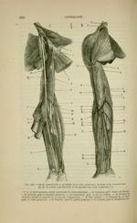 Fig. 234 - Nerfs superficiels et profonds de la face antérieure du bras et de l'avant-bras. En B, le [...]
