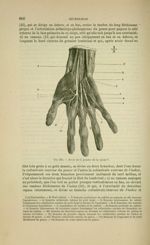 Fig. 235 - Nerfs de la paume de la main - Nouveaux éléments d'anatomie descriptive et d'embryologie