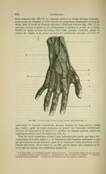Fig. 236 - Nerfs du dos de la main (les veines sont conservées) - Nouveaux éléments d'anatomie descr [...]