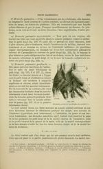 Fig. 237 - Branche palmaire profonde du cubital - Nouveaux éléments d'anatomie descriptive et d'embr [...]