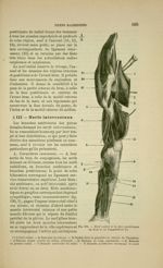 Fig. 238 - Nerf radial à la face postérieure du bras et de l'avant-bras - Nouveaux éléments d'anatom [...]