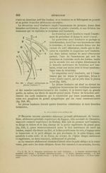 Fig. 239 - Figure schématique du plexus lombaire - Nouveaux éléments d'anatomie descriptive et d'emb [...]