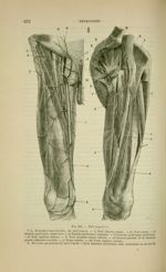 Fig. 241 - Nerf crural - Nouveaux éléments d'anatomie descriptive et d'embryologie