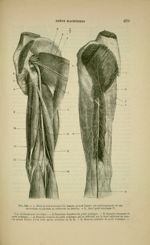 Fig. 243 - A. Nerf grand sciatique (le muscle grand fessier est sectionné près de ses insertions au  [...]