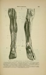 Fig. 244 - A. Nerf saphène externe. B. Nerf tibial antérieur - Nouveaux éléments d'anatomie descript [...]