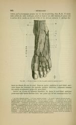 Fig. 245 - Nerfs et veines du dos du pied (enfant de quatorze ans) - Nouveaux éléments d'anatomie de [...]