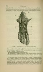 Fig. 246 - Nerf de la plante du pied (enfant de quatorze ans) - Nouveaux éléments d'anatomie descrip [...]