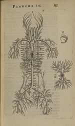 Planche IX - L'Anatomie du corps humain avec ses maladies, & les remedes pour les guerir. Nouvelle e [...]