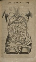 Planche V - L'Anatomie du corps humain avec ses maladies, & les remedes pour les guerir. Nouvelle ei [...]