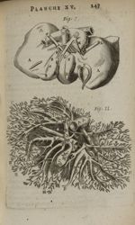 Planche XV - L'Anatomie du corps humain avec ses maladies, & les remedes pour les guerir. Nouvelle e [...]