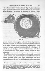 Fig. 10. Jeunes oeufs de grenouille - La pathologie cellulaire basée sur l'étude physiologique et pa [...]