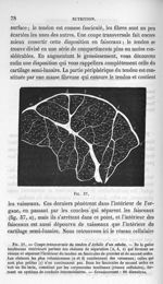 Fig. 37. Coupe transversale du tendon d'Achille d'un adulte - La pathologie cellulaire basée sur l'é [...]