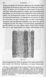 Fig. 39. Coupe longitudinale du tendon d'Achille d'un nouveau-né - La pathologie cellulaire basée su [...]