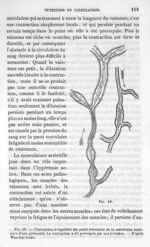 Fig. 49. Contraction irrégulière des petits vaisseaux de la membrane natatoire d'une grenouille - La [...]