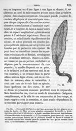 Fig. 82. Corpuscule de Pacini ou de Vater, provenant du tissu adipeux de la pulpe des doigts - La pa [...]